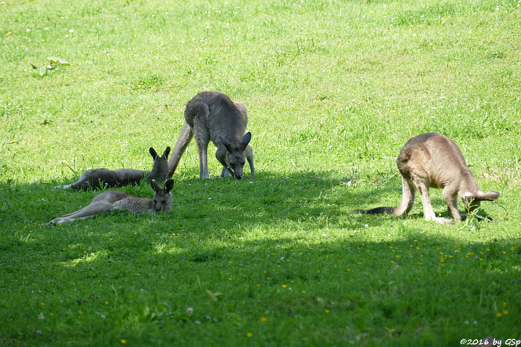 Östliches Graues Riesenkänguru