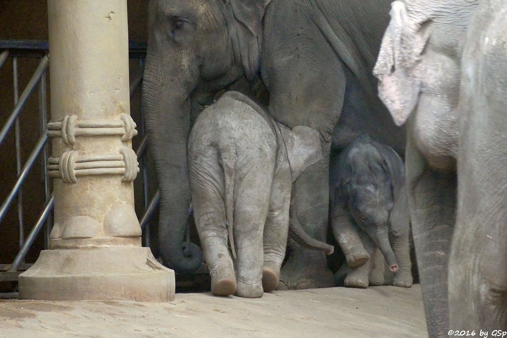 KANDY, ANJULI, KANJA, LAI SINH