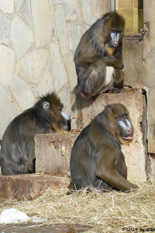 Mandrill