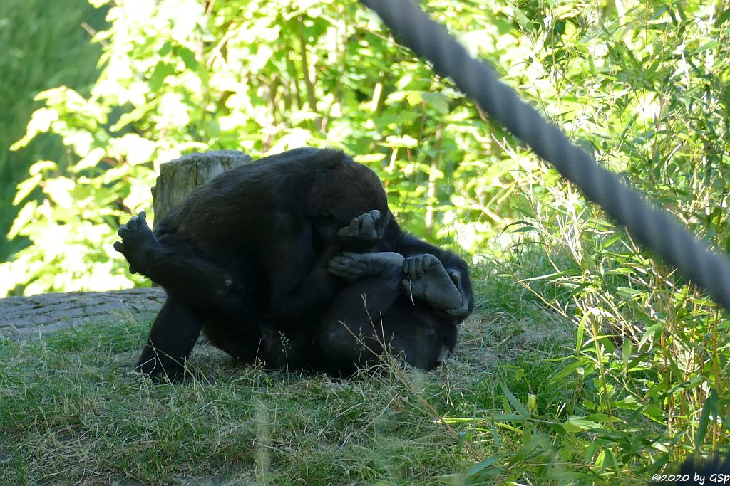 Westlicher Flachlandgorilla