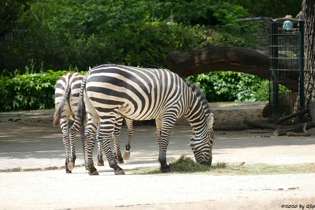 Böhm-Steppenzebra (Grant-Zebra)