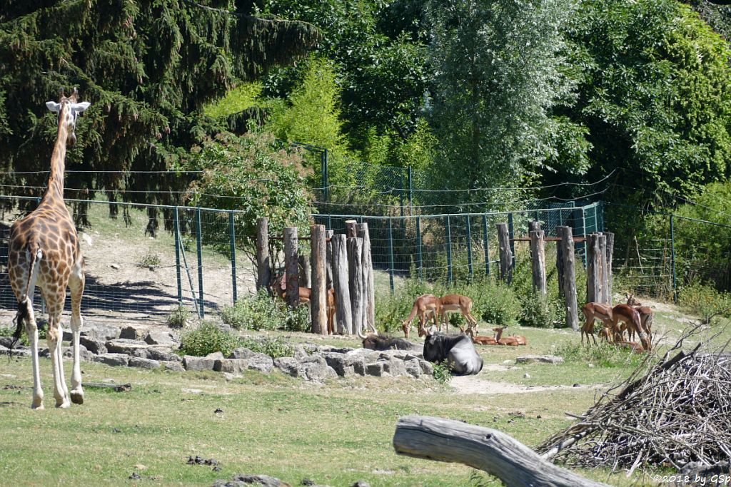 Rothschildgiraffe (Uganda-Giraffe, Baringo-Giraffe), Südliches Streifengnu (Blaues Gnu), Impala (Schwarzfersenantilope)