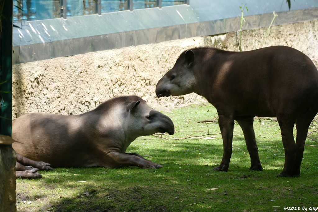 Flachlandtapir (Südamerikanischer Tapir)