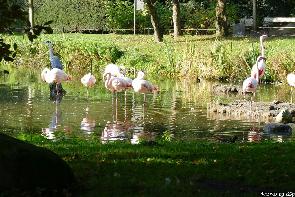 Rosaflamingo (Europäischer Flamingo, Rosenroter Flamingo)