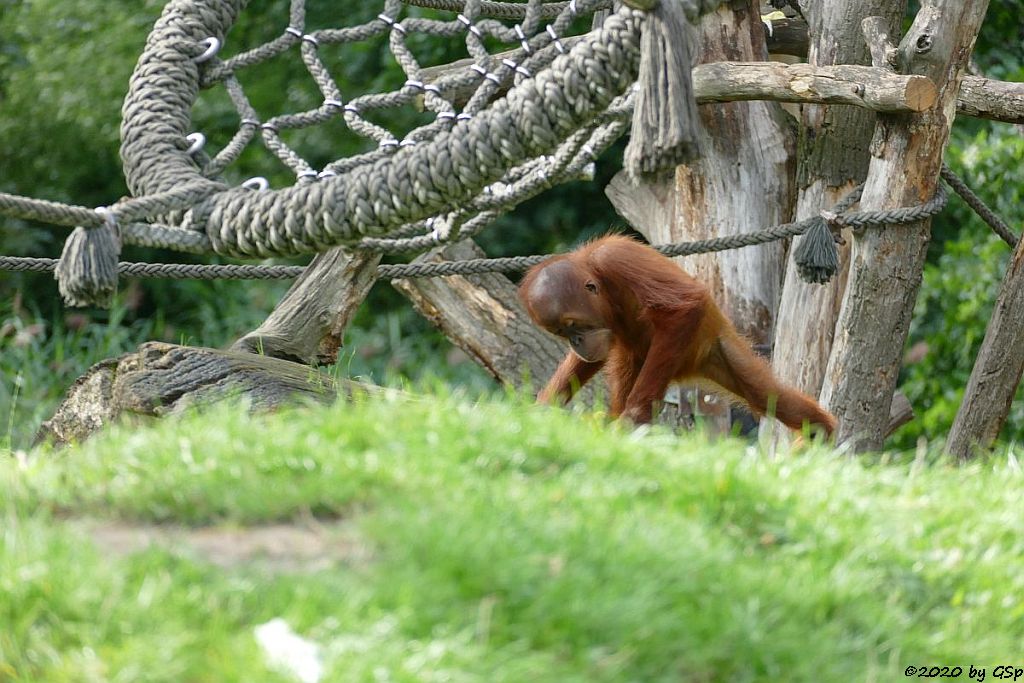 Sumatra-Orang-Utan