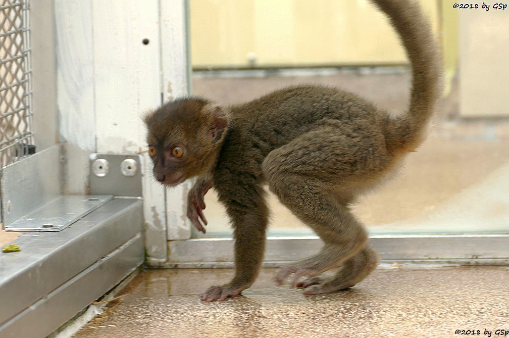 Großer Bambuslemur (Breitschnauzen-Halbmaki)