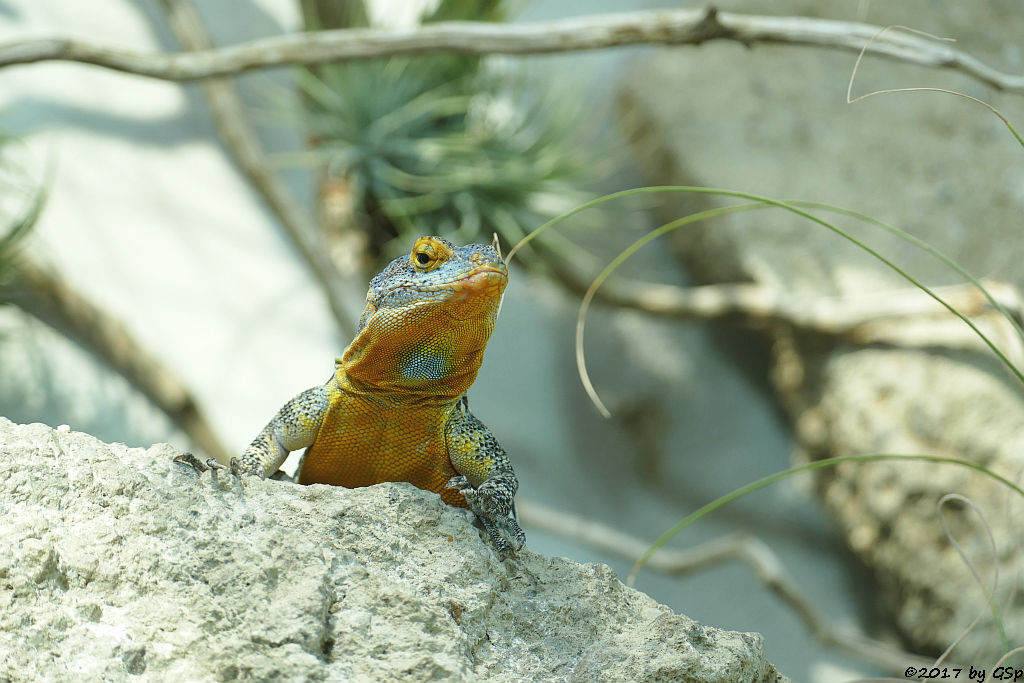 Blauer Felsenleguan