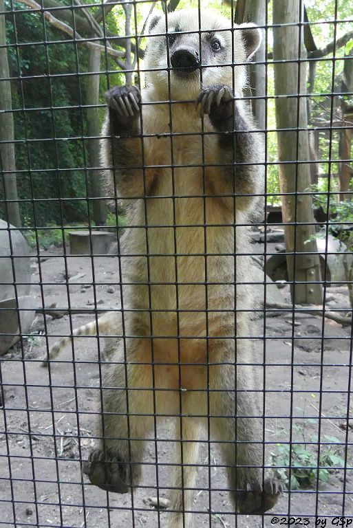 Südbrasilianischer Nasenbär
