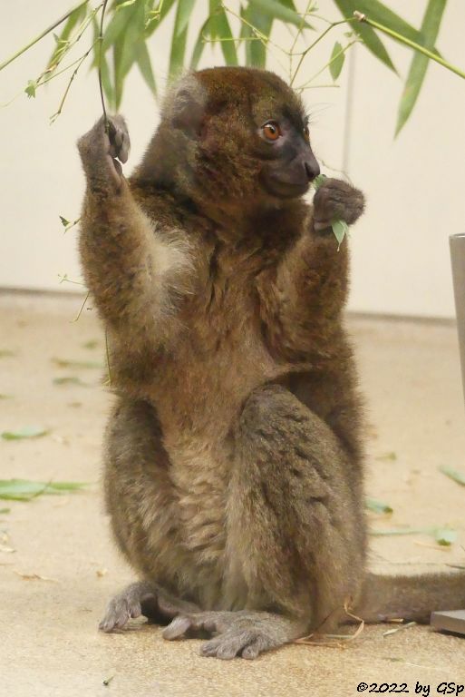 Großer Bambuslemur (Breitschnauzen-Halbmaki)