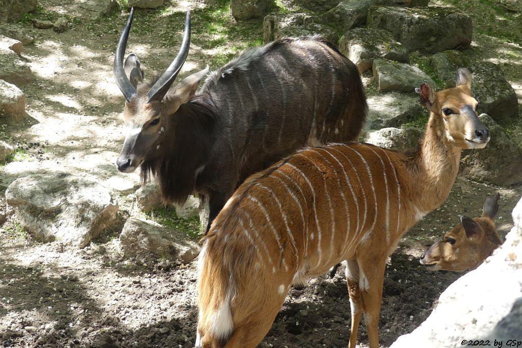 Nyala (Tieflandnyala, Flachlandnyala)