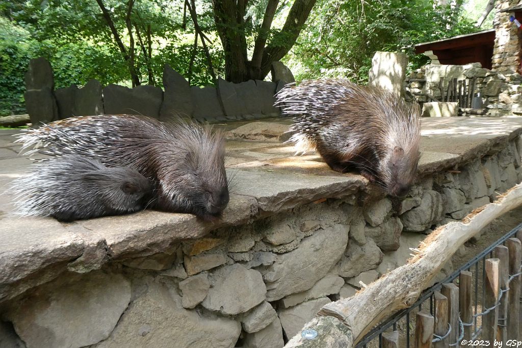 Weißschwanz-Stachelschwein (Indisches Stachelschwein), Jungtiere geb. am 2.4..23