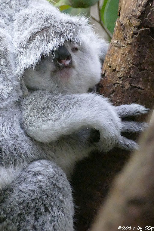 Queensland-Koala mit Jungtier RAMBOORA, geb. am 14.07.16 9 Mon. alt)