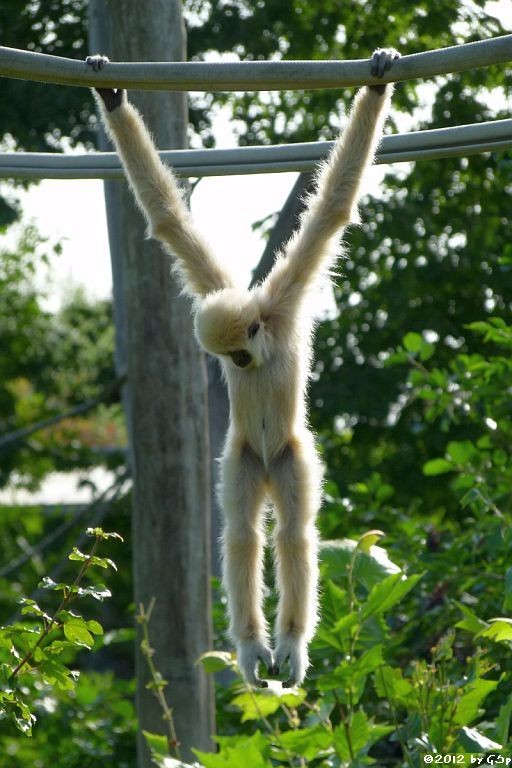 Weißhandgibbon, geb. am 10.02.11