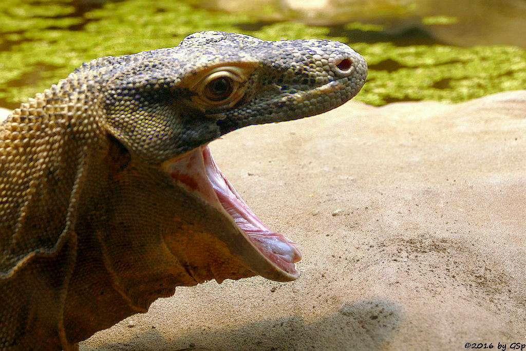 Komodowaran