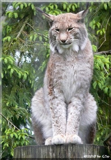 Luchs