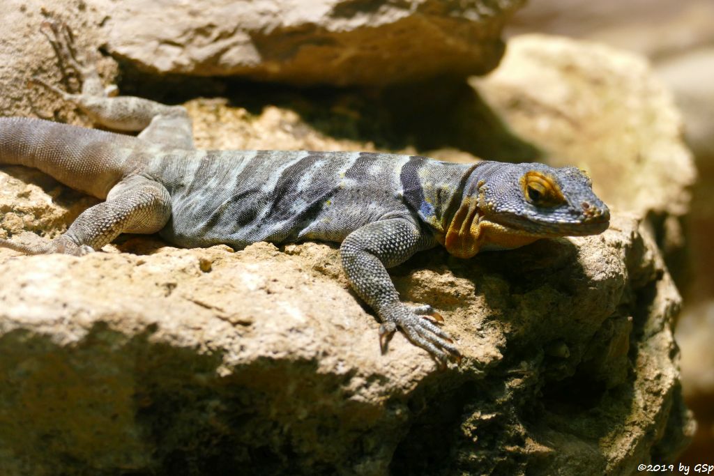 Blauer Felsenleguan