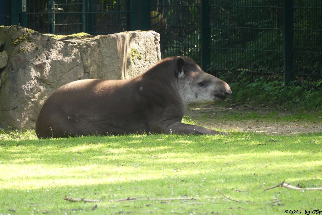 Flachlandtapir (Südamerikanischer Tapir)