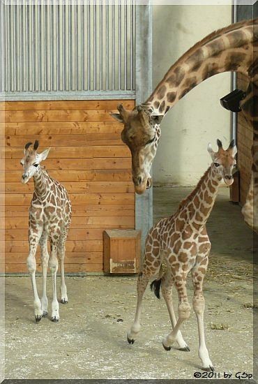 Rothschild-Giraffe