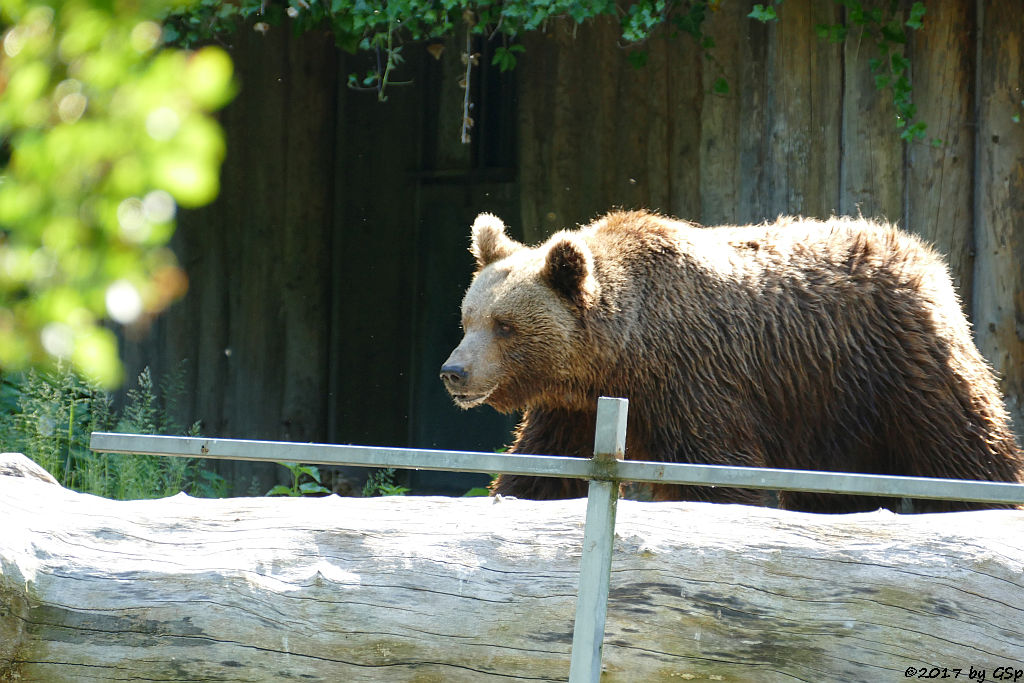 Europäischer Braunbär