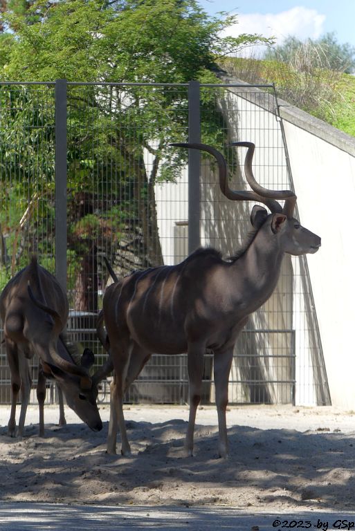 Großer Kudu