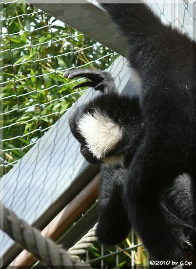 Nördlicher Weißwangen-Schopfgibbon