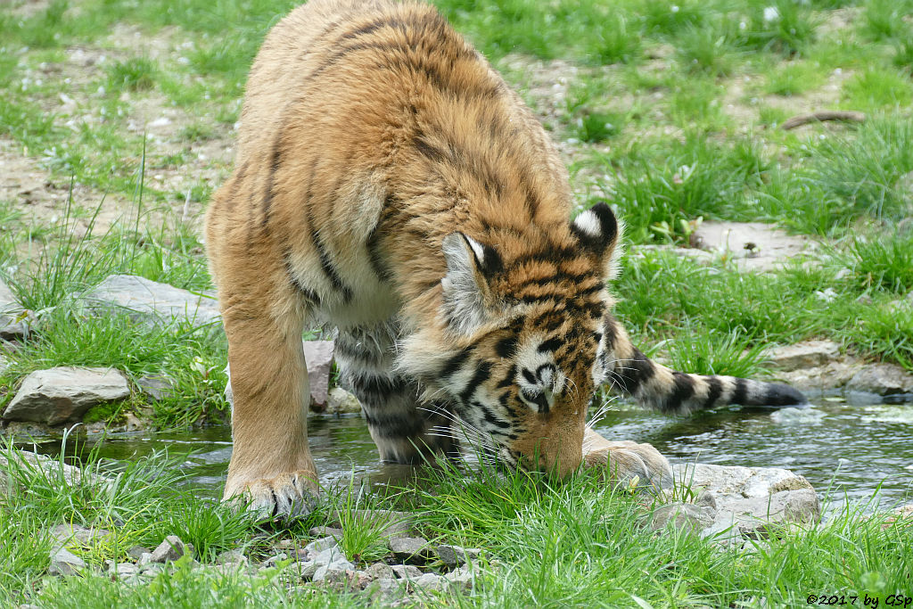 Amurtiger (Sibirischer Tiger, Mandschu-Tiger)