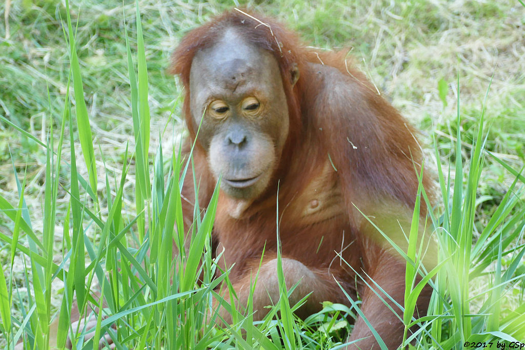 Sumatra-Orang-Utan