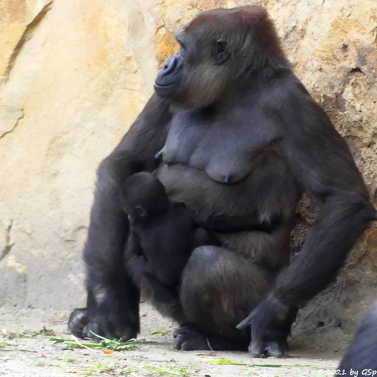 Flachlandgorilla TILLA (geb. 15.2.21) mit Mama BIBI