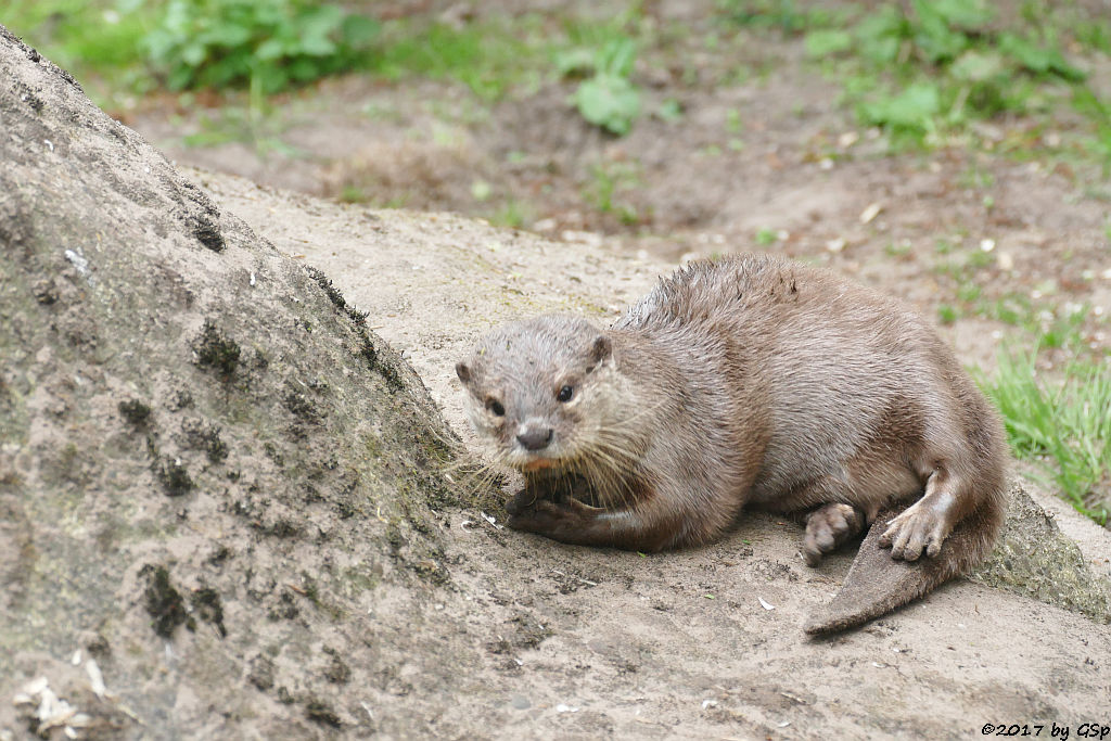 Zwergotter (Kurzkrallenotter)