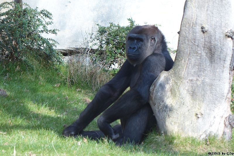 Flachlandgorilla