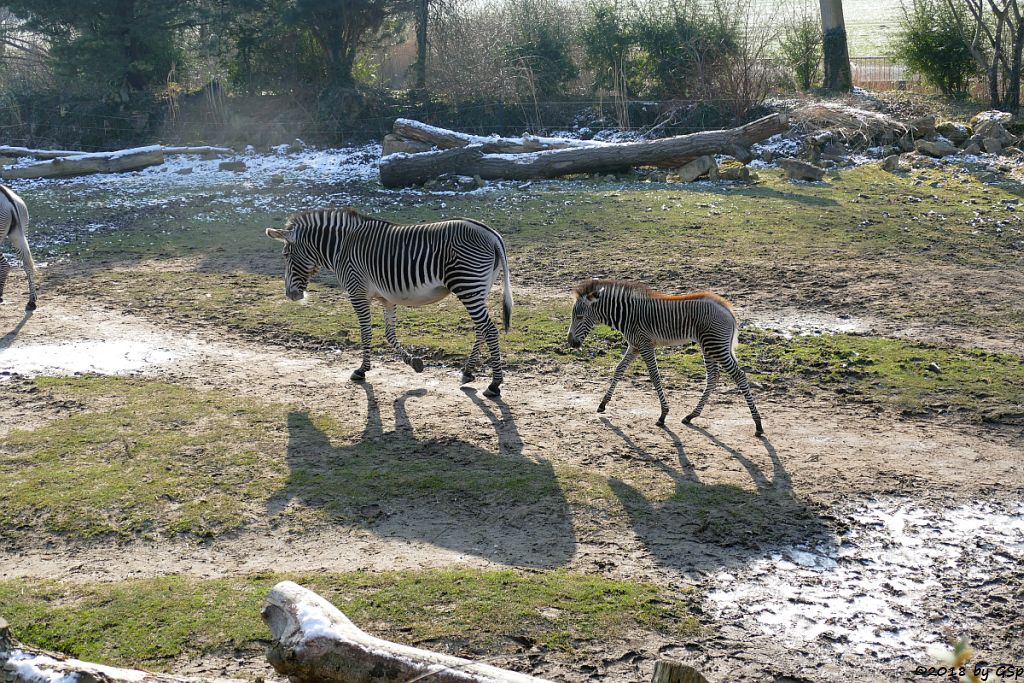 Grévy-Zebra, Säbelantilope