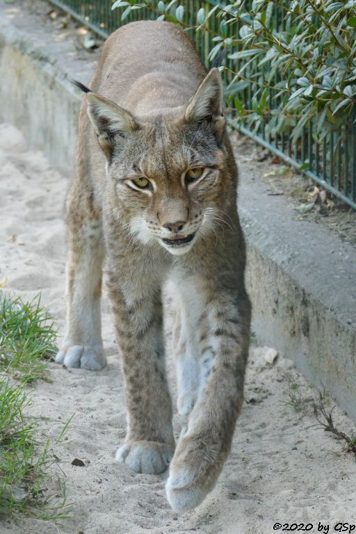 Europäischer Luchs