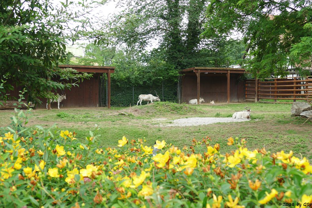 Mendesantilope (Addax), Jungtier geb. am 19.5.18 (4 Wo)