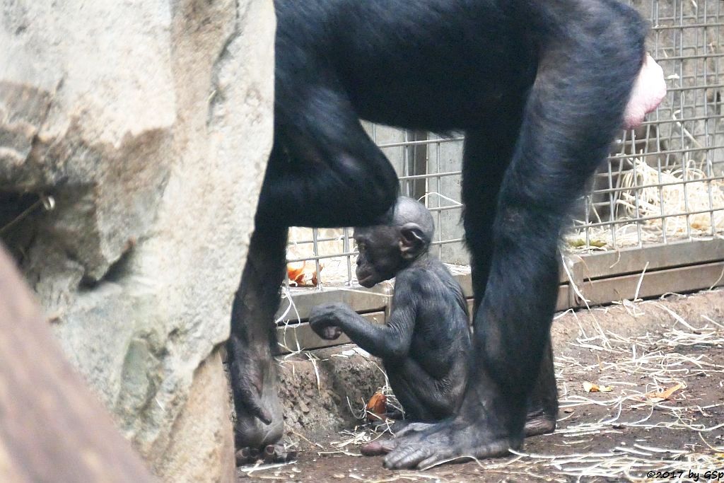 Bonobo (Zwergschimpanse)