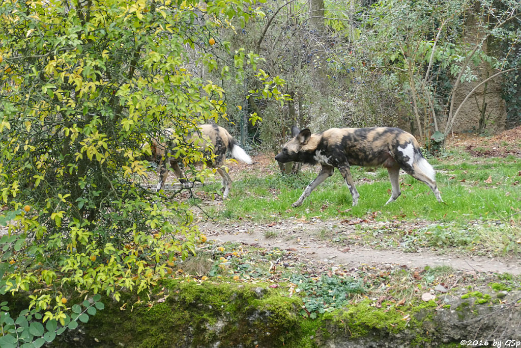 Afrikanischer Wildhund (Hyänenhund, Picassohund)