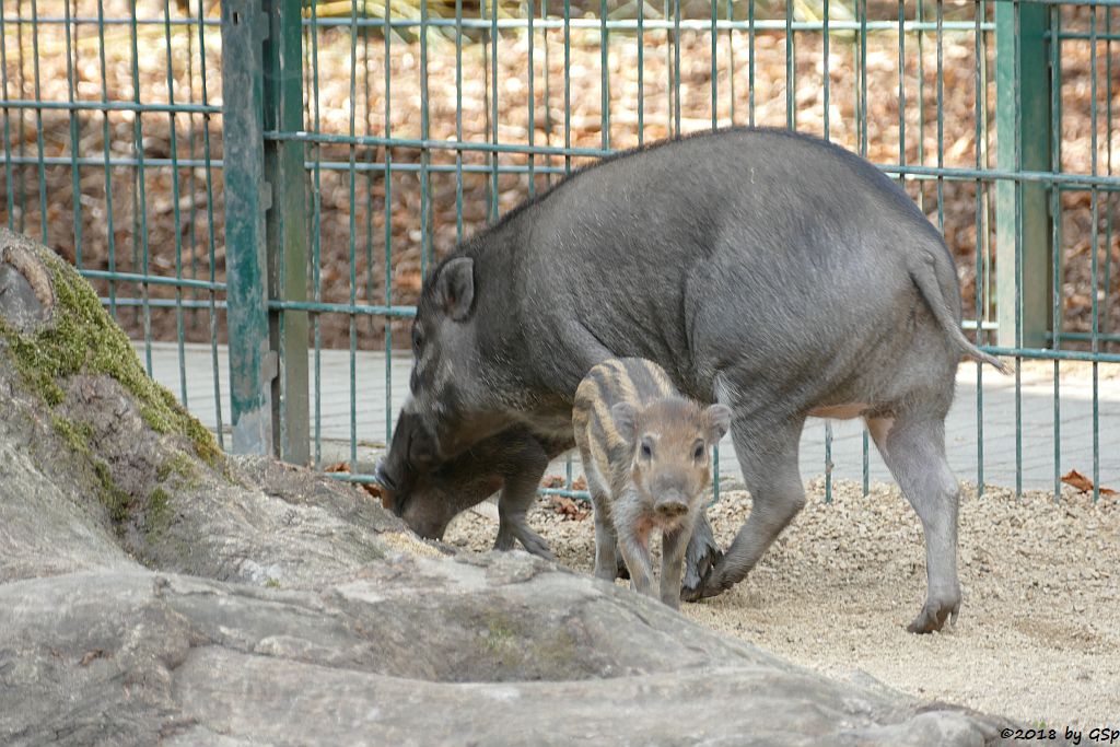 Negros-Pustelschwein (Visayas-Pustelschwein, Visayas Mähnenschwein), Jungtiere geb. 17.7.18