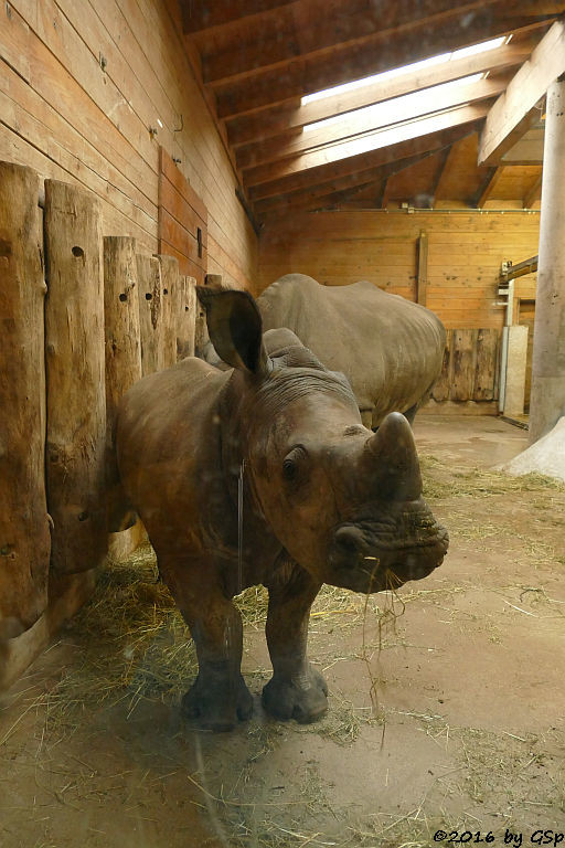 Breitmaulnashorn YETI mit Sohn TAYU, geb. am 5.9.15