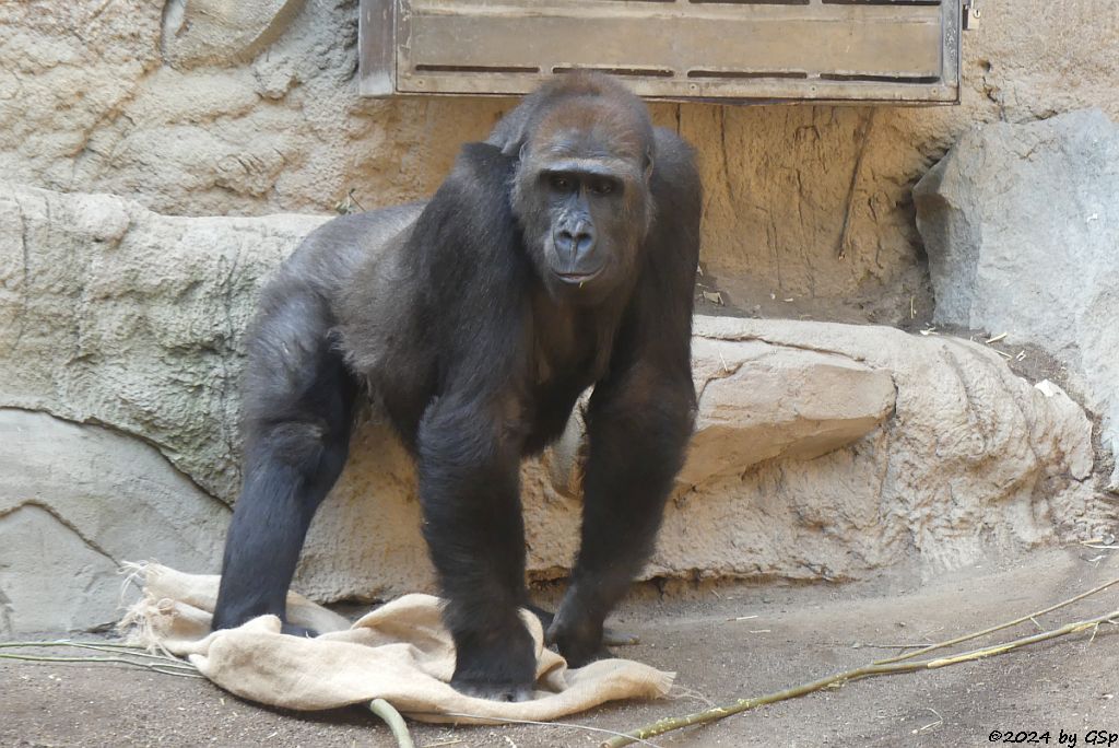 Westlicher Flachlandgorilla