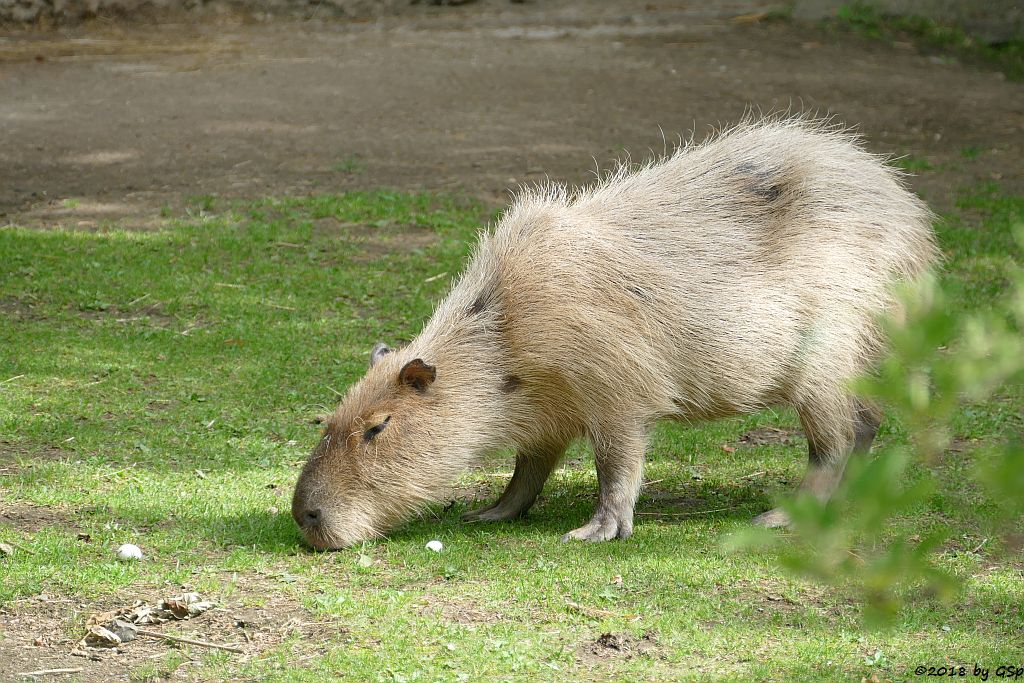 Wasserschwein (Capybara)