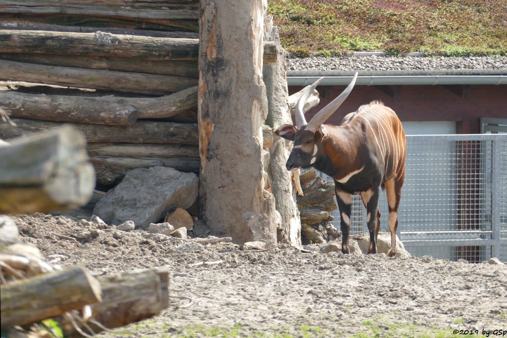 Östlicher Bongo (Kenia-Bongo, Bergbongo)