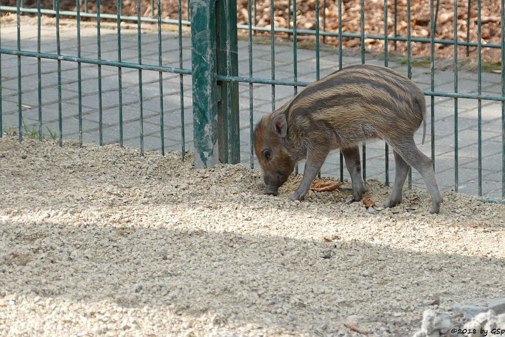 Negros-Pustelschwein (Visayas-Pustelschwein, Visayas Mähnenschwein), geb. 17.7.18