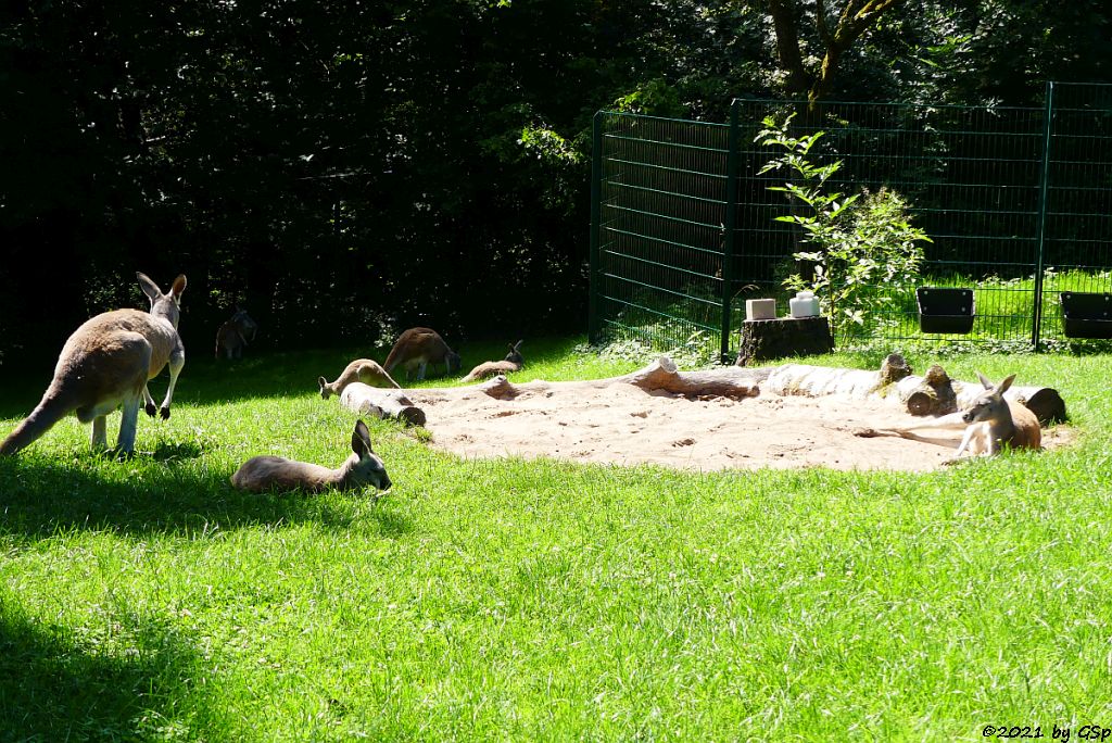 Rotes Riesenkänguru