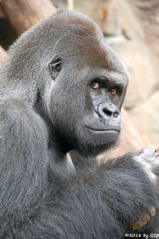 Flachlandgorilla VIATU