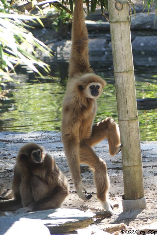 Weißhandgibbon (Lar)