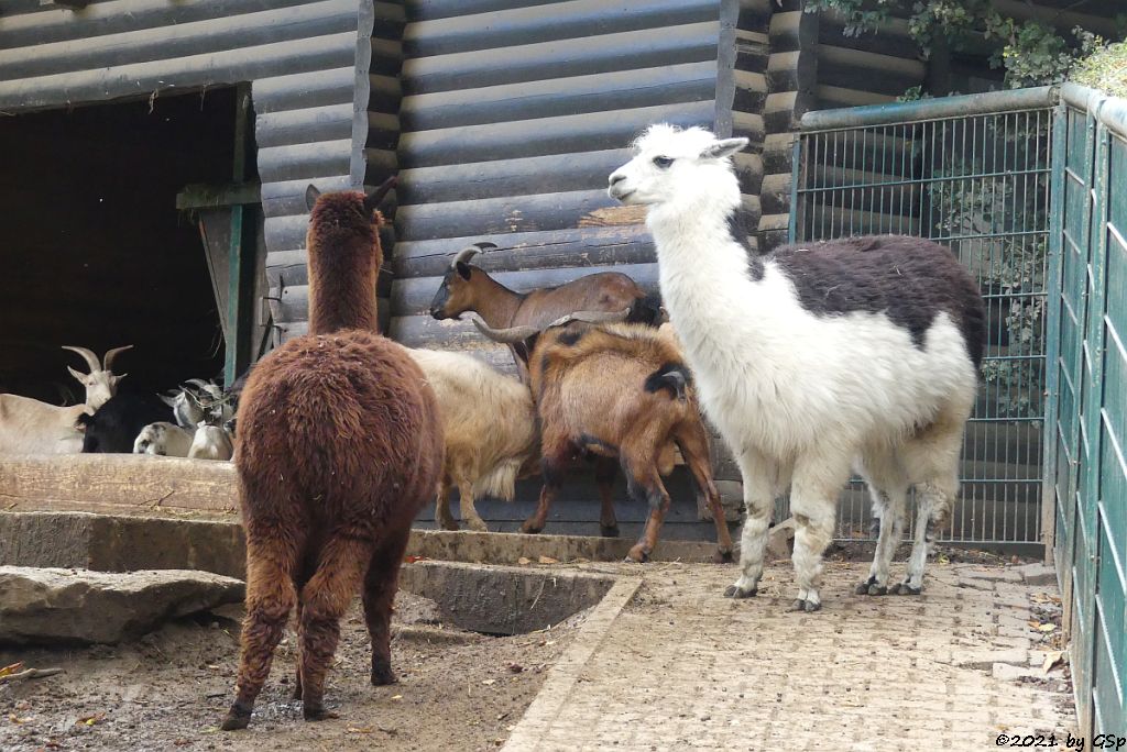 Alpaka, Afrikanische Zwergziege (Westafrikanische Zwergziege, Kamerun-Zwergziege)