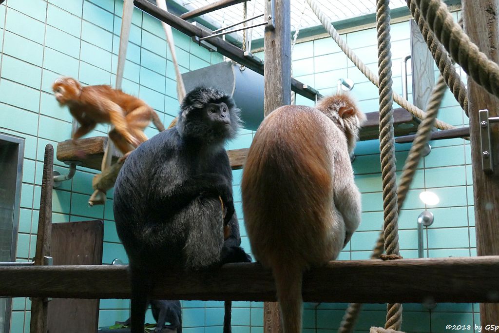 Schwarzer Haubenlangur (Javanischer Haubenlangur, Budeng)