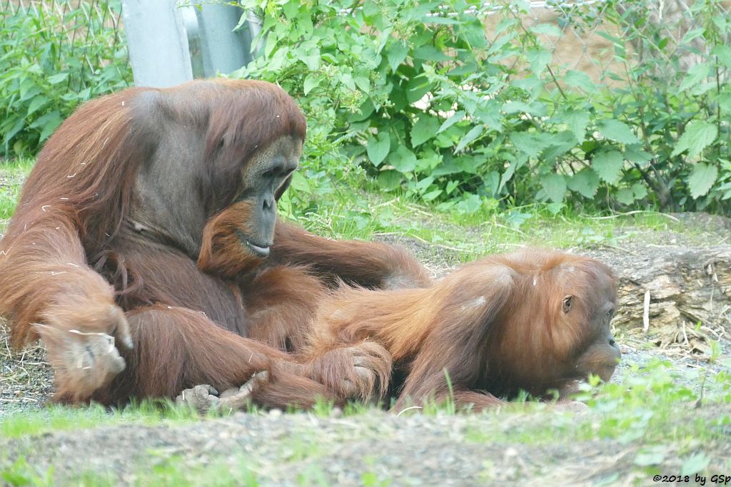 Sumatra-Orang-Utan KEMBALI und INDAH