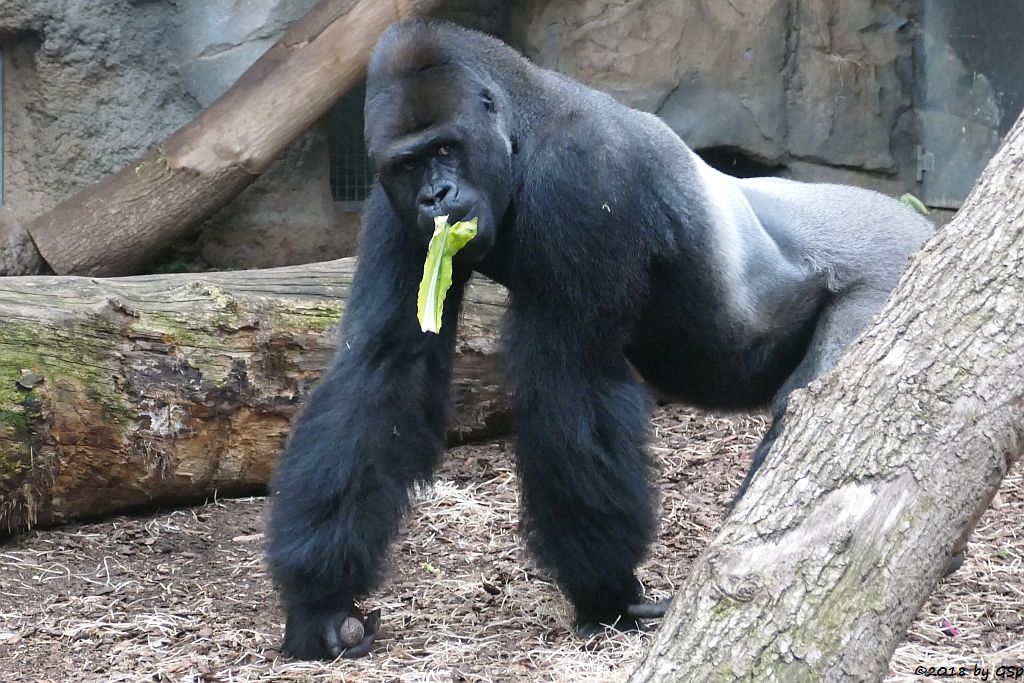 Flachlandgorilla VIATU