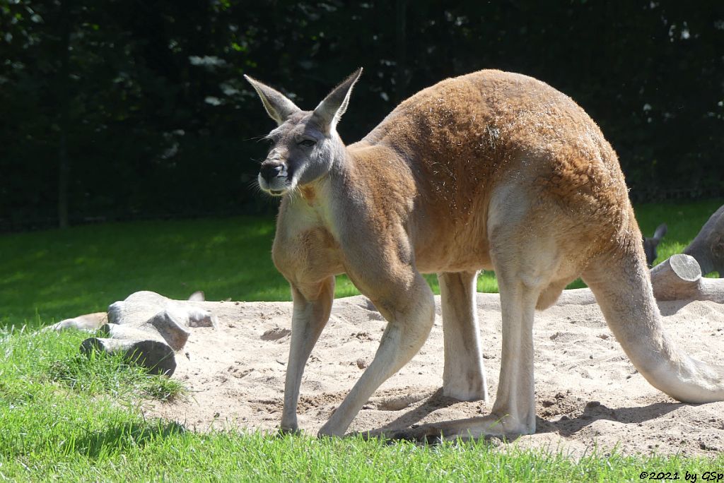 Rotes Riesenkänguru