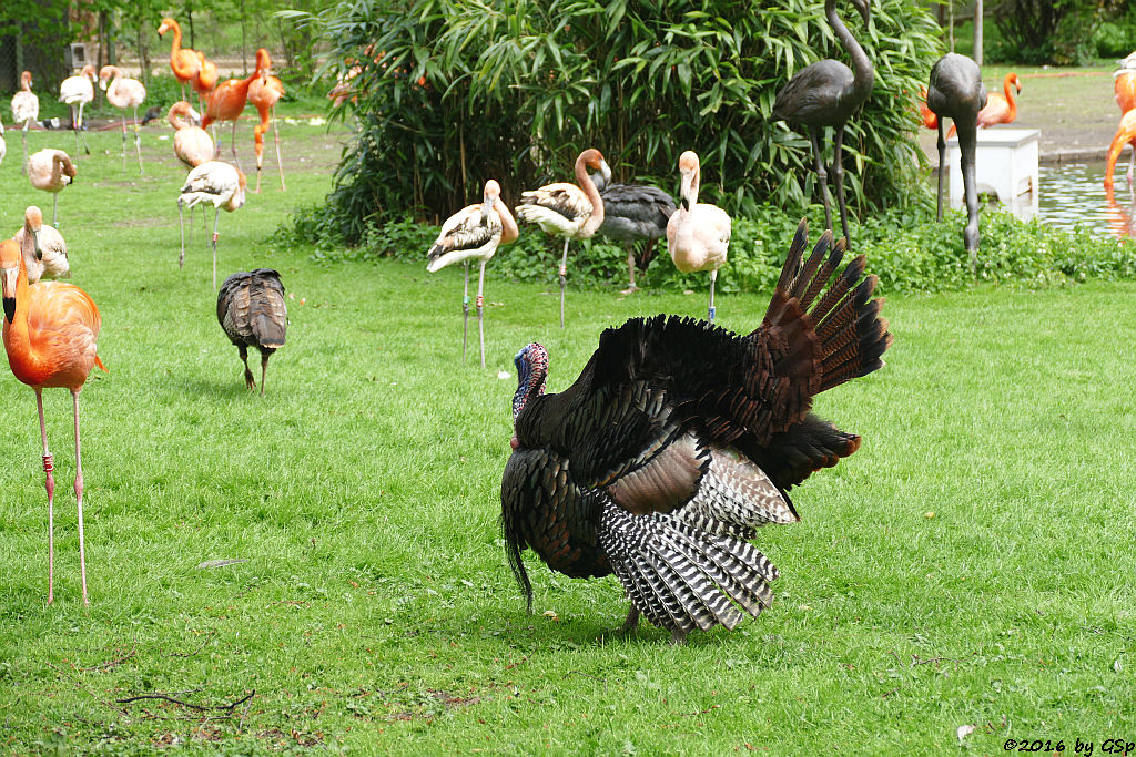 Kuba- und Chileflamingo, Bronzepute